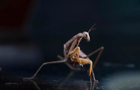 Mantis Stock Photos