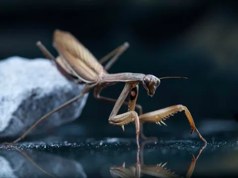 Mantis Stock Photos