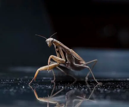 Mantis Stock Photos