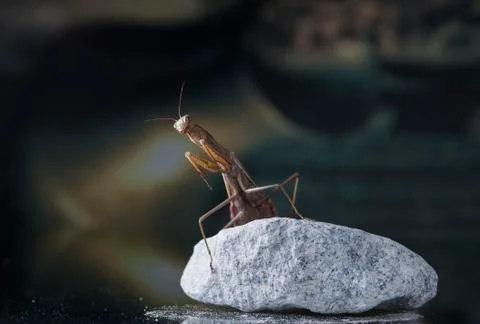 Mantis Stock Photos