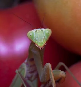 Mantis Stock Photos