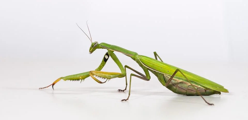 Mantis Stock Photos