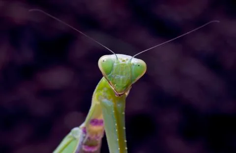 Mantis Stock Photos