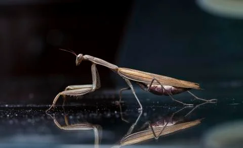 Mantis Stock Photos