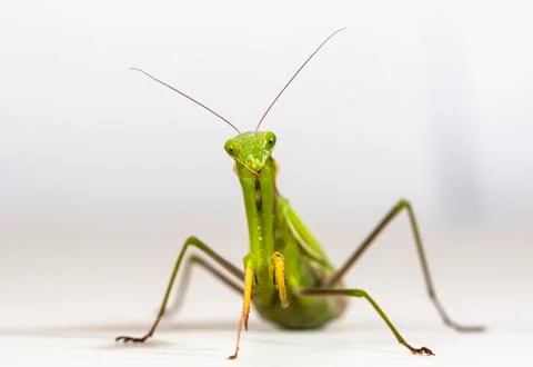 Mantis Stock Photos