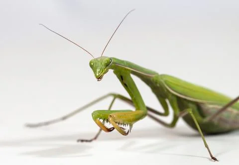 Mantis Stock Photos