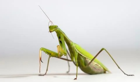 Mantis Stock Photos