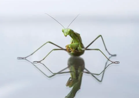 Mantis Stock Photos