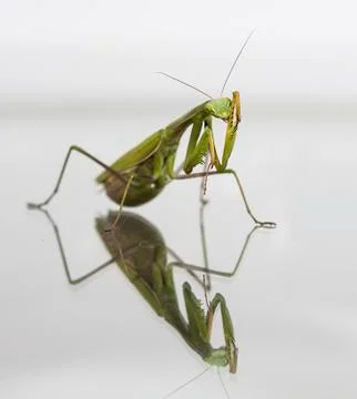 Mantis Stock Photos