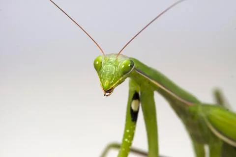 Mantis Stock Photos