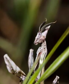 Mantis Stock Photos