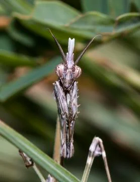 Mantis Stock Photos