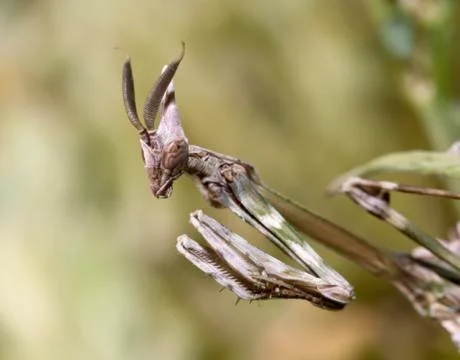 Mantis Stock Photos