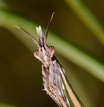 Mantis Stock Photos