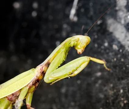 Mantis Stock Photos