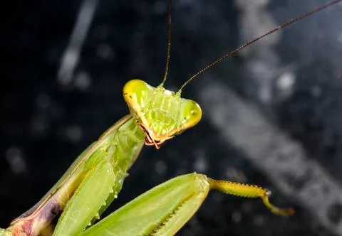 Mantis Stock Photos