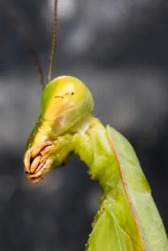 Mantis Stock Photos