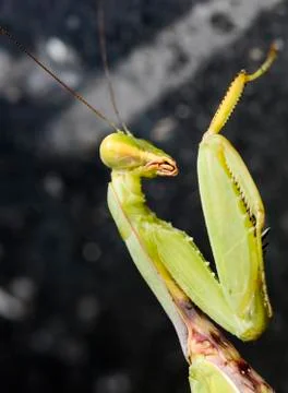 Mantis Stock Photos