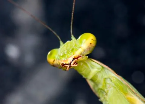 Mantis Stock Photos