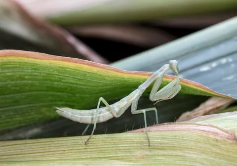 Mantis Stock Photos
