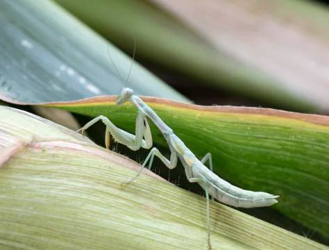 Mantis Stock Photos