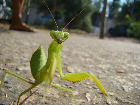 Mantis 스톡 사진