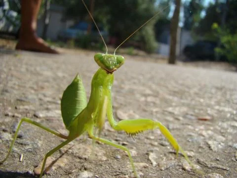 Mantis Stock Photos