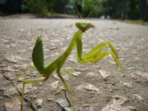Mantis Stock Photos