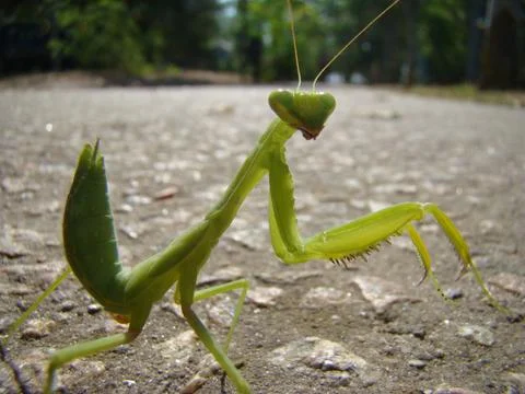 Mantis Stock Photos