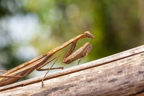 Mantis Stock Photos