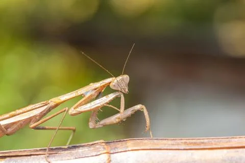 Mantis Stock Photos