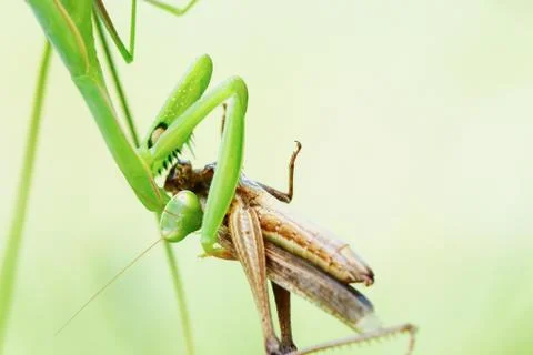 Mantis Foto stock