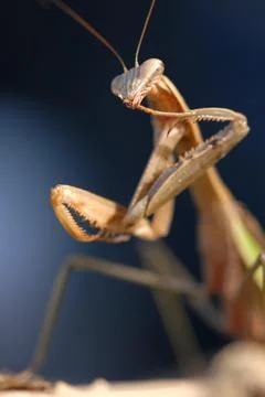 Mantis Stock Photos