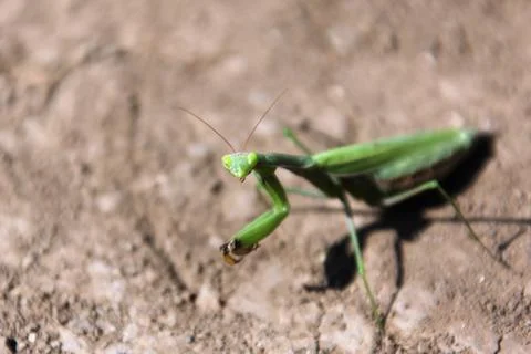 Mantis Stock Photos