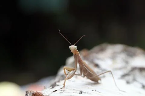 Mantis Stock Photos