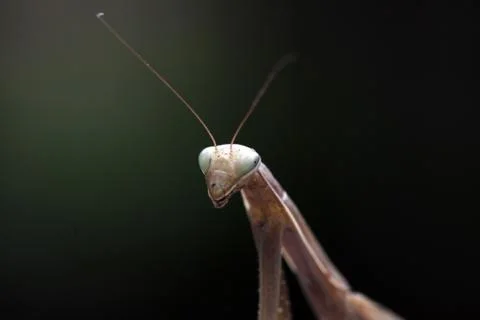 Mantis Stock Photos