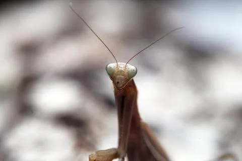 Mantis Stock Photos