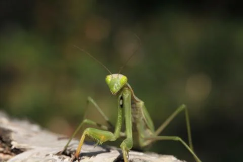 Mantis Stock Photos