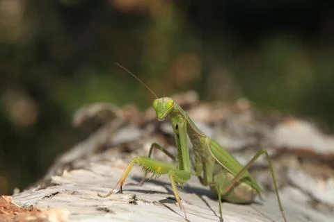 Mantis Stock Photos