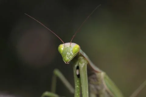 Mantis Stock Photos