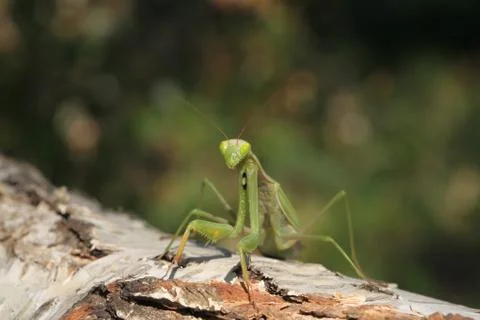 Mantis Stock Photos