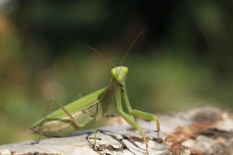 Mantis Stock Photos