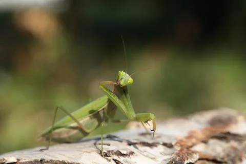 Mantis Stock Photos