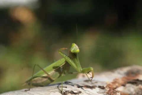 Mantis Stock Photos