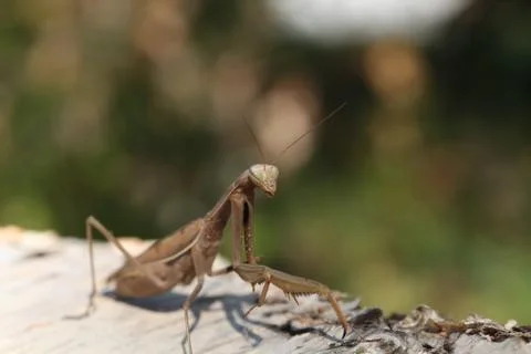 Mantis Stock Photos