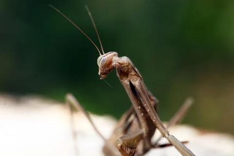 Mantis Stock Photos