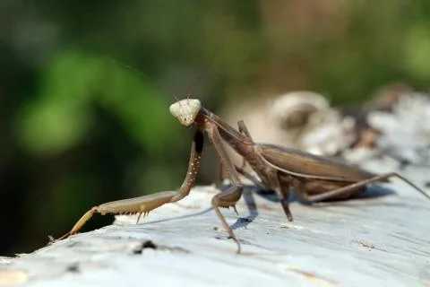 Mantis Stock Photos