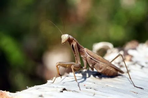 Mantis Stock Photos