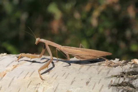 Mantis Stock Photos