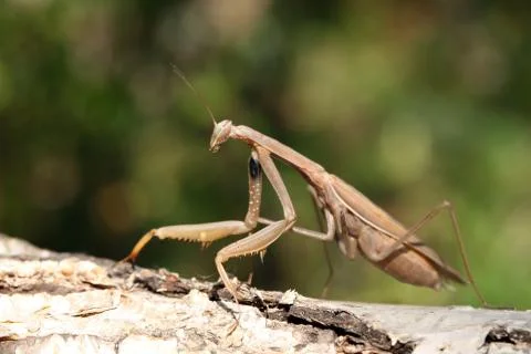 Mantis Stock Photos